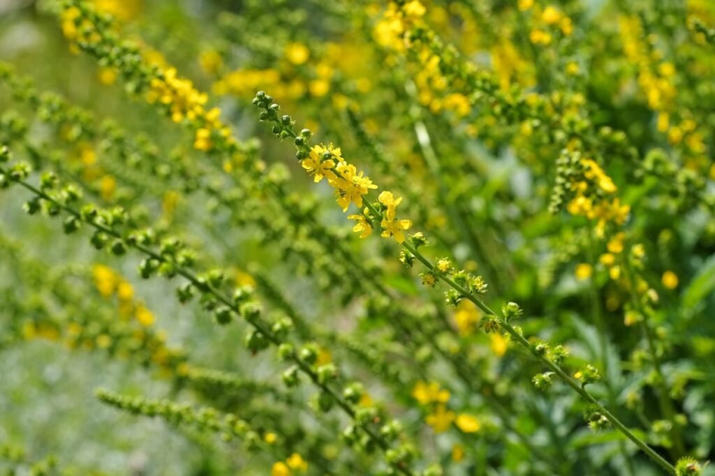 agrimony bach flower remecy
